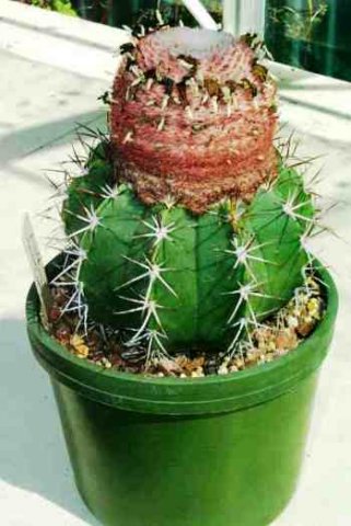 Melocactus_depressus_1